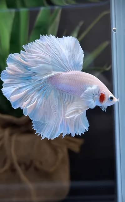 Fish & aquarium munseeb price 03137381622