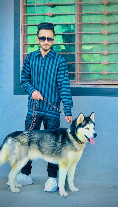 Husky Male Dog for sale