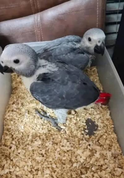 African grey parrot checks for sale 0329/1095/874
