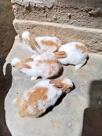 rabbits for sale