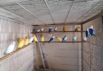 Albino red eyes | Parblue | Decino | Creamino Fisher Parrot Love Bird