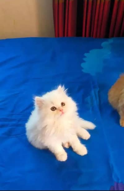 Persian cat,in kitan for Sale may WhatsApp 03464644037