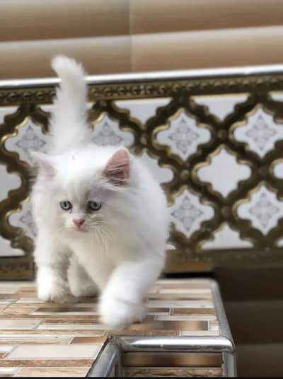Persian cat,in kitan for Sale may WhatsApp 03464644037