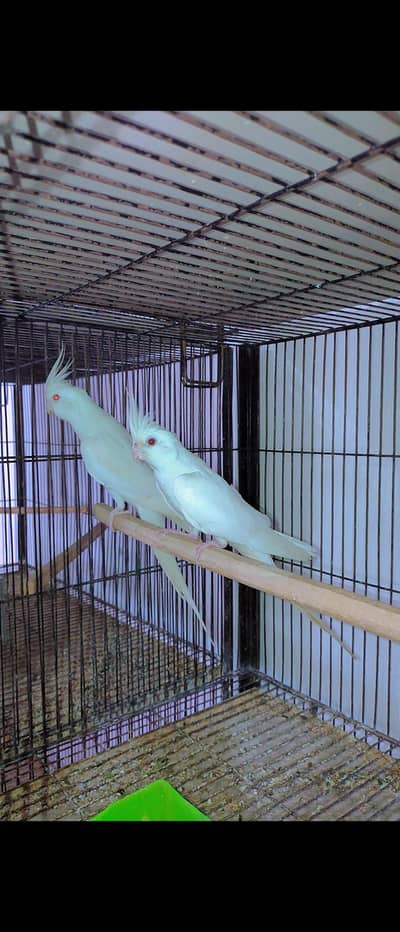 Eno Cocktail Breeder Pair 