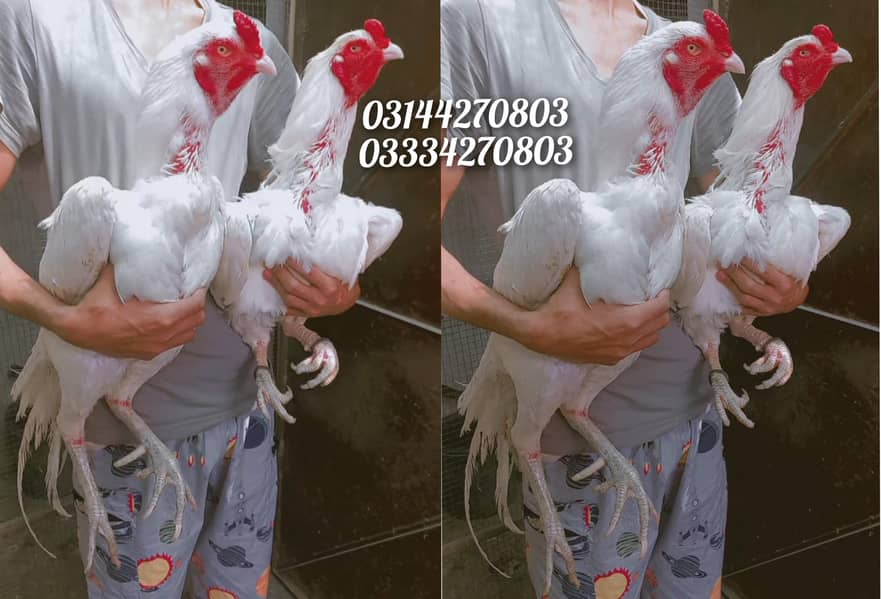 Read Add/Heera/chick//pathy/madi/murga/hera/hira/hen/white/aseel/pathi ...