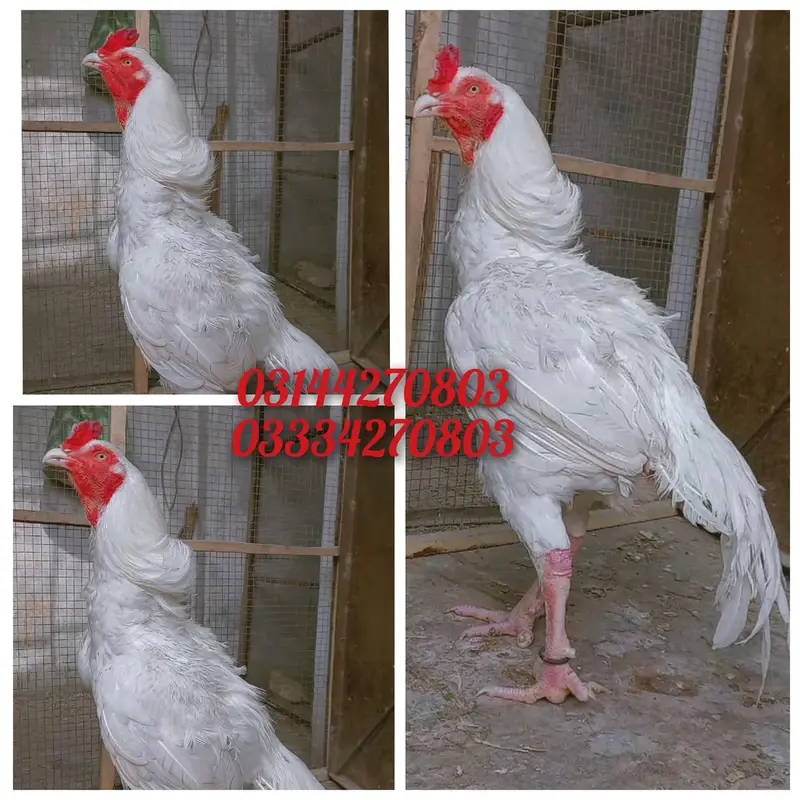 Heera/chick/eggs/pathy/madi/murga/hera/hira/hen/white/pure/asee/shamo — photo 3