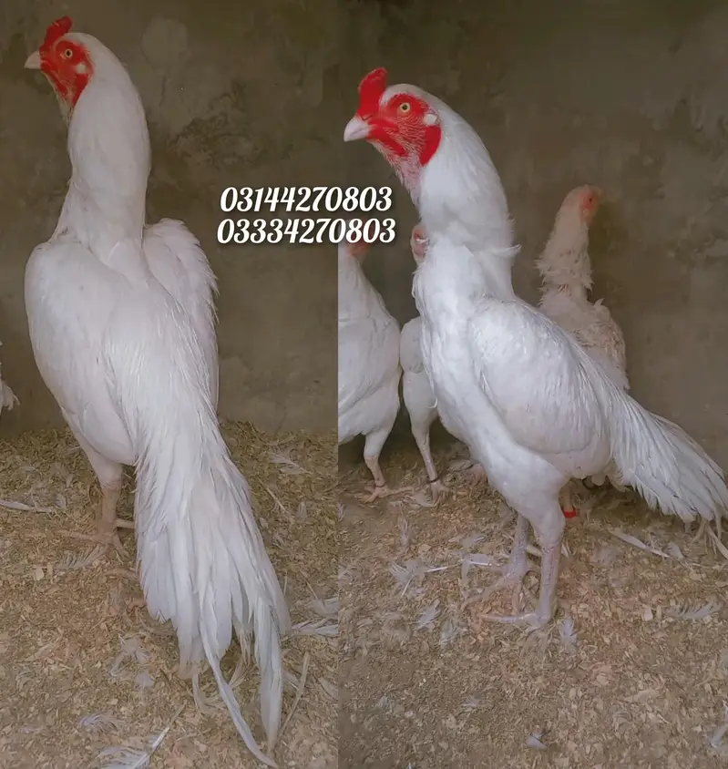 Heera/chick/eggs/pathy/madi/murga/hera/hira/hen/white/pure/asee/shamo — photo 4