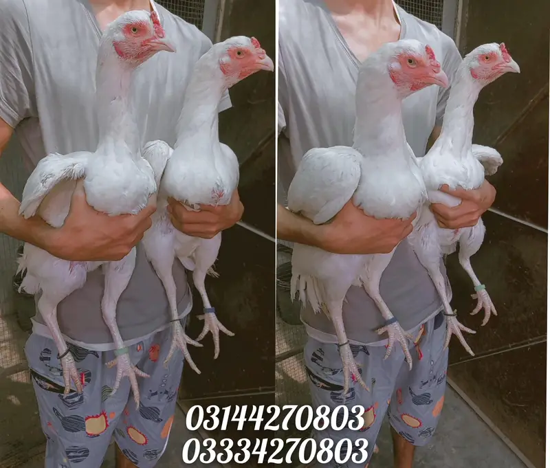 Heera/chick/eggs/pathy/madi/murga/hera/hira/hen/white/pure/asee/shamo — photo 7