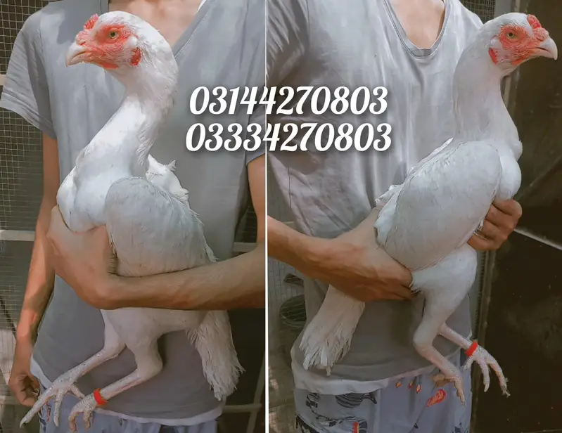 Heera/chick/eggs/pathy/madi/murga/hera/hira/hen/white/pure/asee/shamo — photo 9