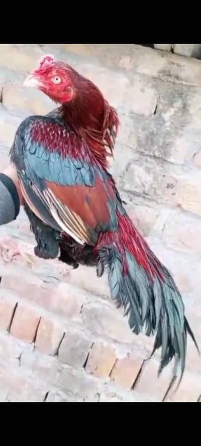 Lakha Aseel pure miawali