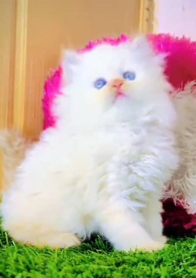 Persian cat,in kitan for Sale may WhatsApp 03464644037