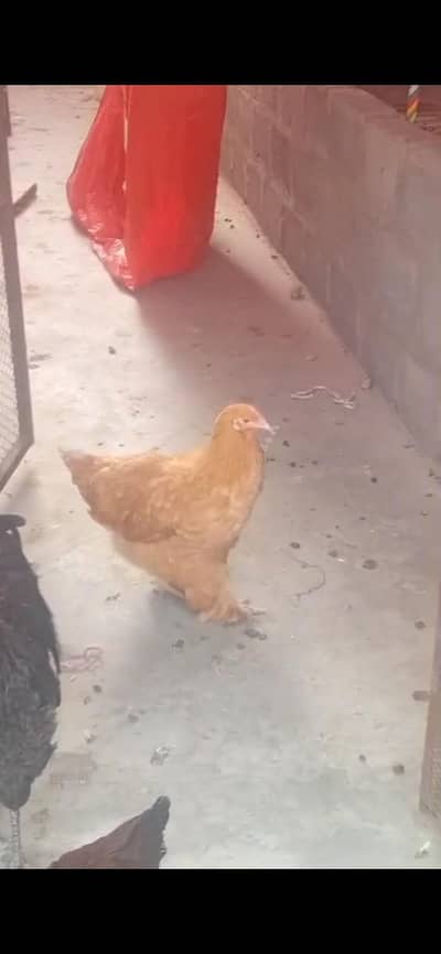 Golden Buff Egg laying Female