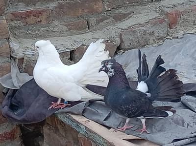 3 fancy gorai for sale aik sentinent ka aik lakai ka or aik ghobara ka