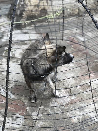 A female dog for sale at lowest price