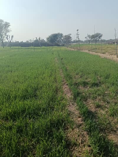 32 Kanal Dairy Form Ready From Multan City 15 Km