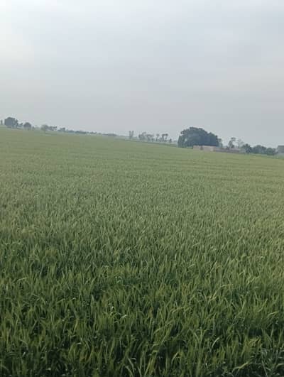 1000 Acres Agriculture Land Sale Bhakkar Only 80 Crore