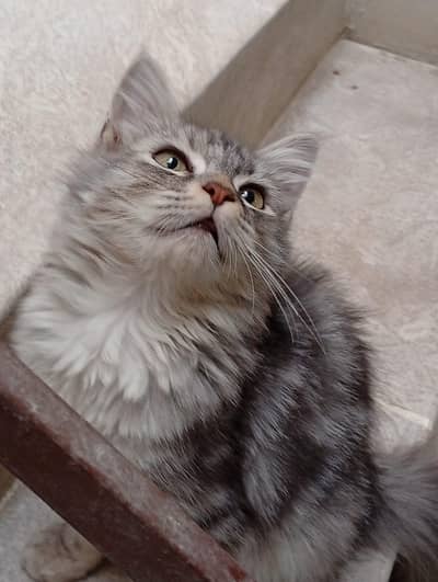 Persian male kitten for sale