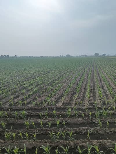 600 Kanal Agricultural Land In Central Multan Bypass For Sale