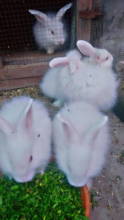 Rabbit bunnies J Angora white red eyes / simple white red eyes
