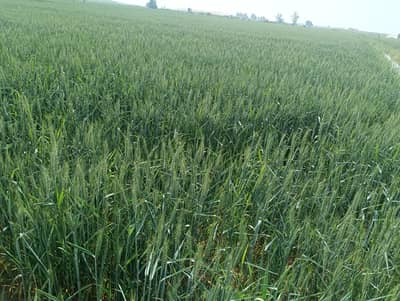 In Multan Bypass 6000 Kanal Agricultural Land For Sale