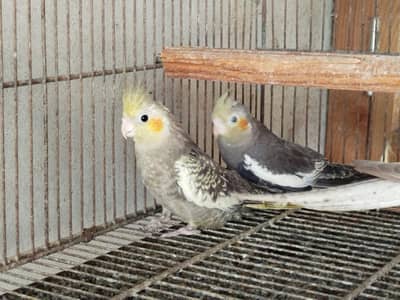 Cocktail Pathay Available