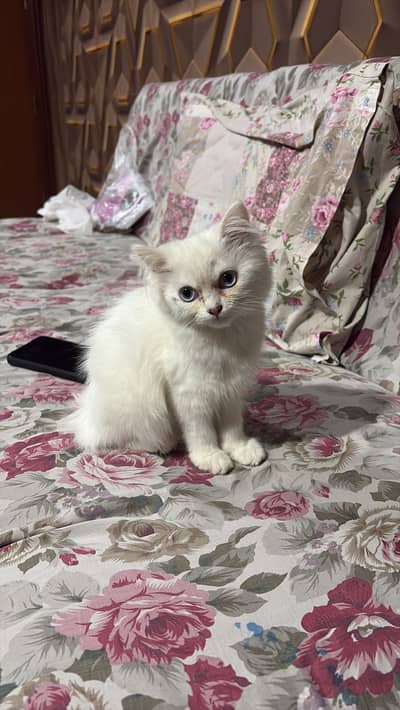 Beautiful female blue eyed kitten