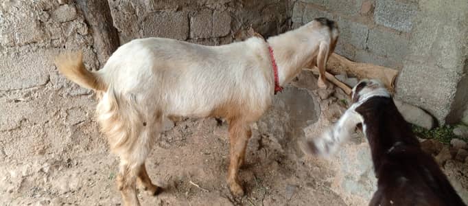 asal dondy chogy bakry 10/10