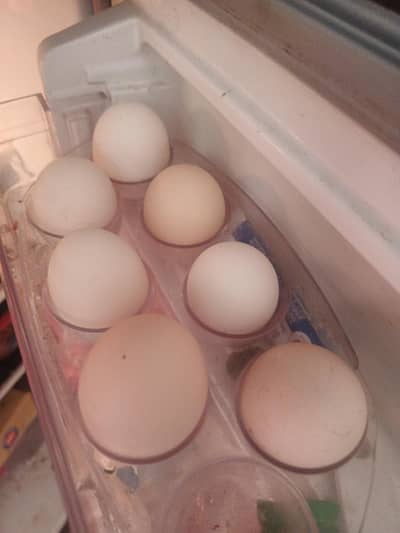 eggs