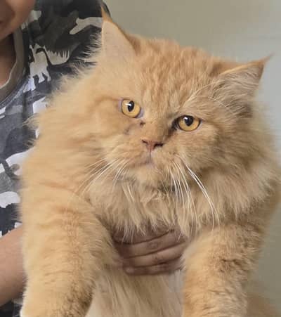 Ginger colour percian cat