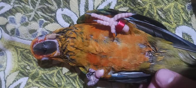 sun conure chick no barging 03089240000