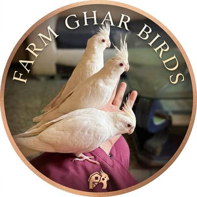 cocktail white eno pair for hand tammed