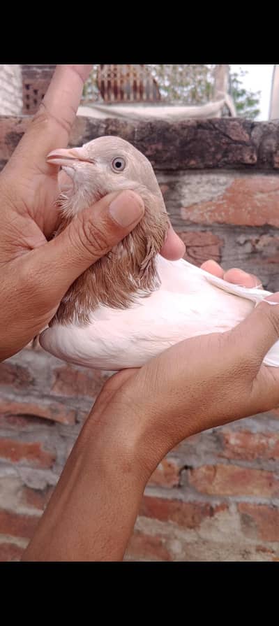 surkha pair for sale