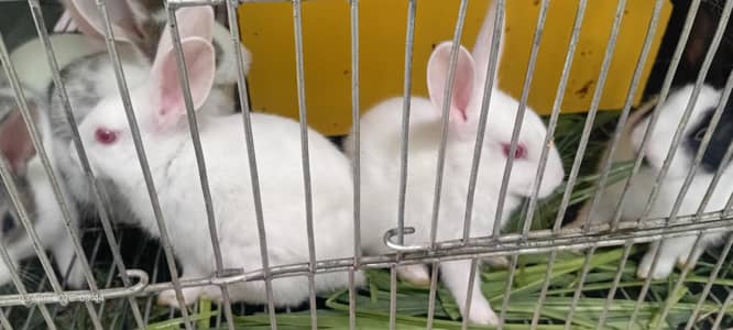 Rabbit Bunnies / Red eye / Khargosh babies for sale