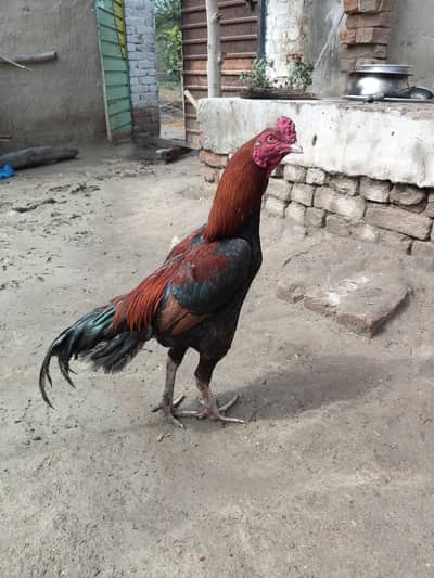 jis ko chahiya rabta karly