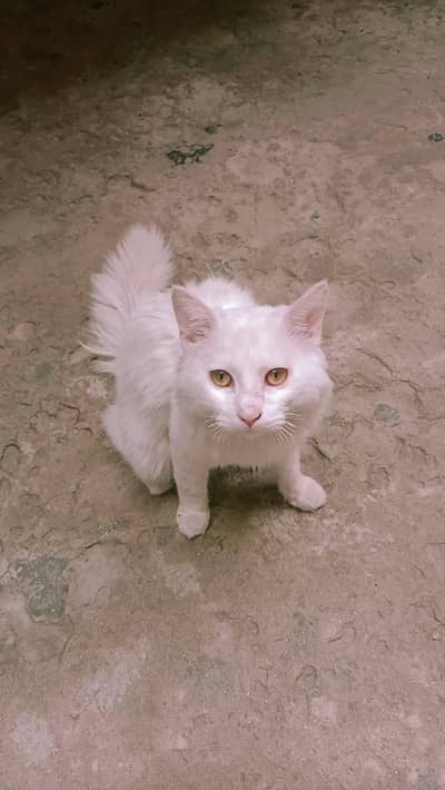 Persian male cat