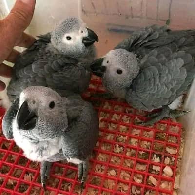 African grey parrot chicks for sale 03123226259