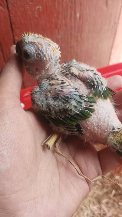 sun conure good size healthy chick  03256800008