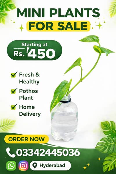 Healthy Pothos (Money Plant) in Water – Indoor Plant