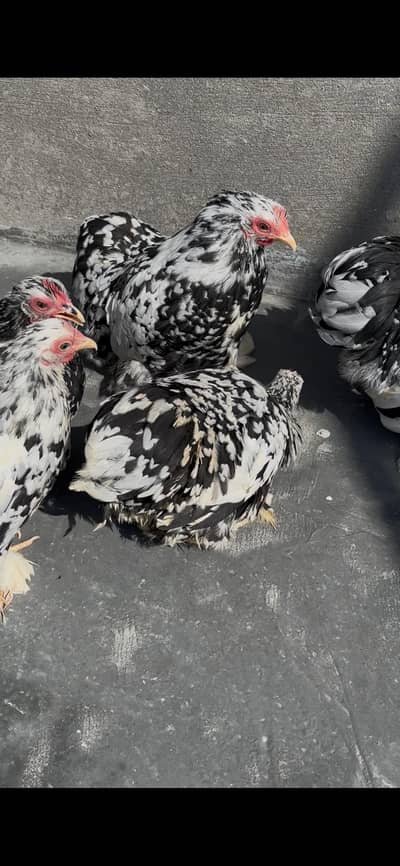 molted Bantum pure breed