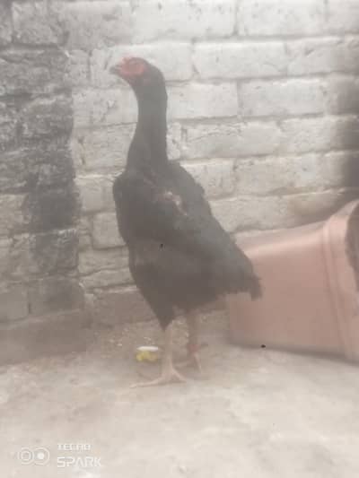 japanese shamo king size patha pathi ready for eggs urgent sale