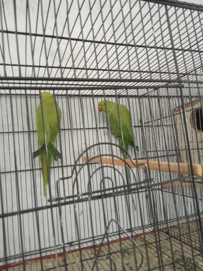 ringnack female exchange possible