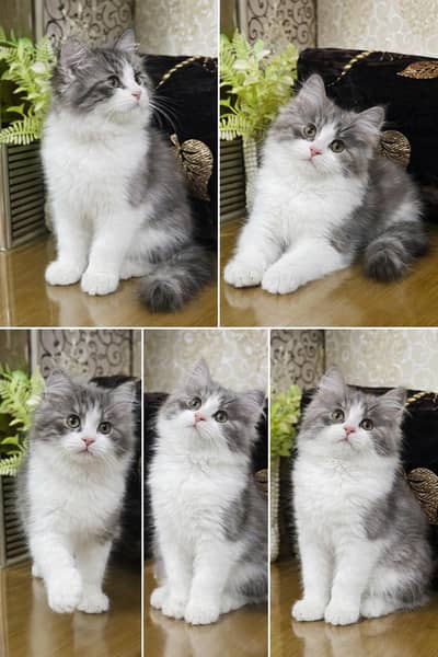 Super Cute Kittens Ready For New Home With Different Prices