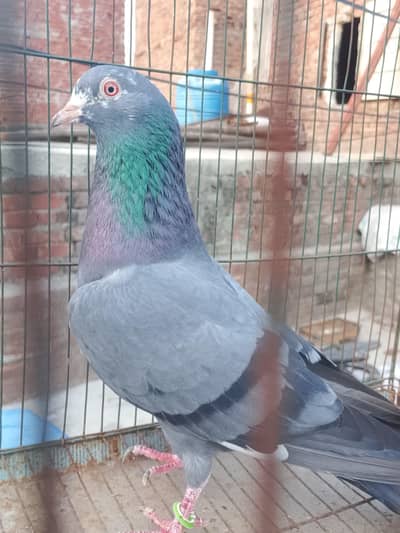 breder nela kamagar red eyes male for sale urgent