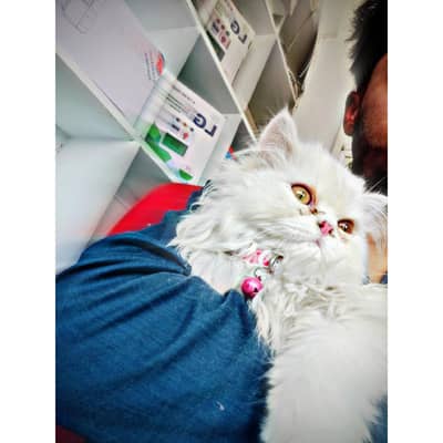 2 core Persian cat