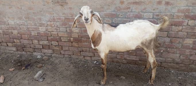 Qurbani Bakra 2026 | Healthy Male Goat | Doonda Bakra | قربانی کا بکرا