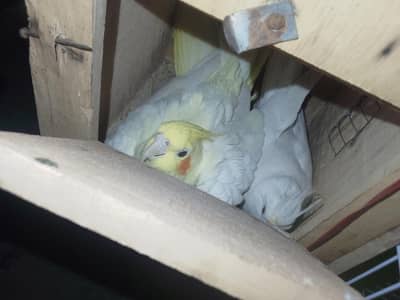 Healthy & Active Cockatiel for Sale