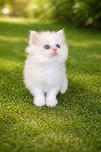3 Persian kittens |punch faces | Triple coat | Persian cat