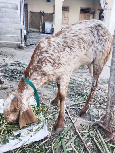 Maki cheni 01 month corx Whatsapp number 03133747464