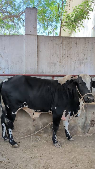 2 Dantt Black & White Qurbani Bull – Heavy & Strong Build
