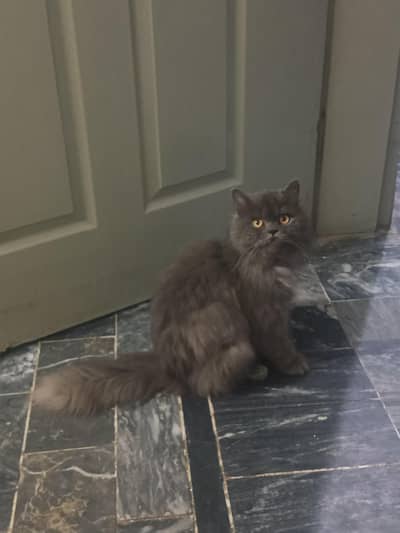 Persian Punch Face Stud Male